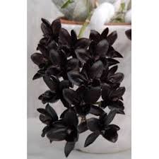 Đặc tính vốn có của loài thiên nga đen